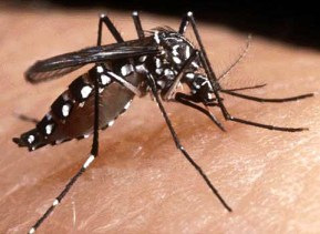 mosquito-da-dengue-1.jpg