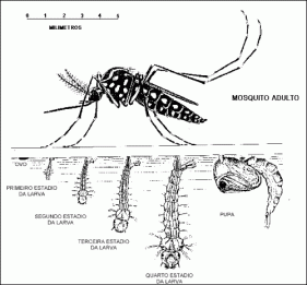 mosquito-da-dengue-2.gif